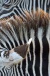 African Wildlife portfolio