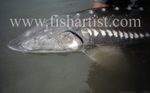 Sturgeon Head.
