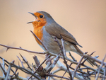 Robin