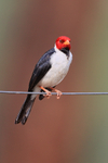 Yellow-billed Cardinal, Pantanal, Brazil