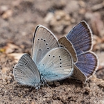Assorted species of blue (Lycaenid) butterflies including Mazarine blue (Cyaniris semiargus) and Small blue (Cupido minimus) 