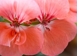 Floral 149