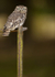 LITTLE OWL / REF LO 1