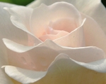 Gentle Petals 8 x 10
