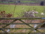 Short-eared Owl