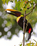Yellow-throated Toucan about to swallow a fruit at Bosque del Cabo