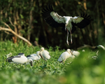 Asian Openbill portfolio