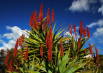 Red Cactus 2-7836