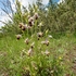 Apennine Late Spider orchid (Ophrys dinarica also Ophrys fuciflora ssp dinarica).
