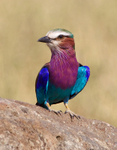Lilac-breasted Roller portfolio