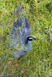 Yellow Crowned Night Heron _0018