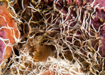 Salmacina dysteri or Filograna implexa