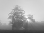 Komorebi - Holkham Estate