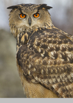 EURASIAN EAGLE OWLS portfolio