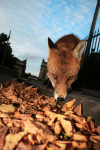 Urban Fox, Bristol _ UR093
