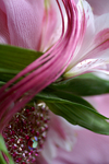 Flowers Set 08 - 50
