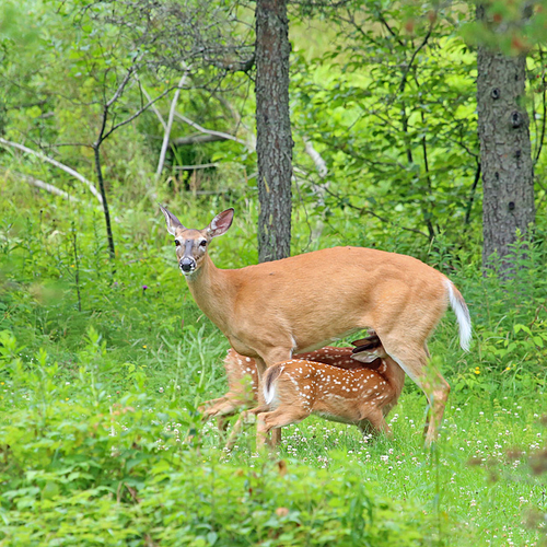 White-tailed fawns pause for some nourishment within a woodland clearing.