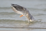 Royal Tern flapping in sea, Fort De Soto Park, Florida