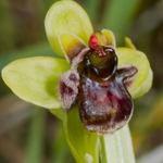 Bumble-bee orchid (Ophrys bombyliflora)