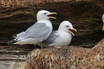 Kittiwakes