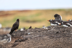 Striated Caracara near Gentoo colony, Sea Lion Island, Falklands