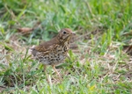 Song Thrush DSC_6482