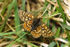 Marsh Fritillary