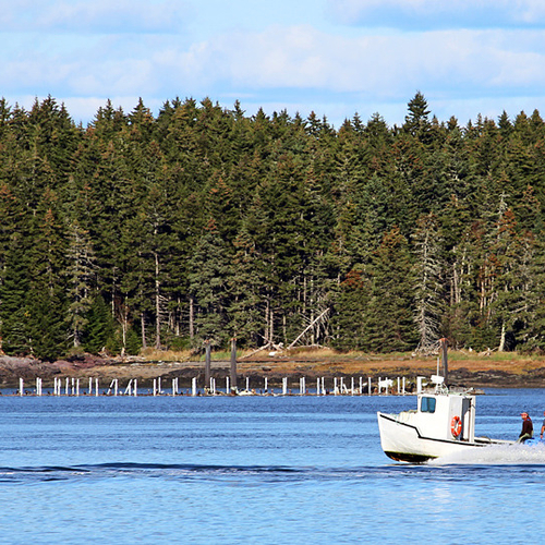 A fishing boat with old weir in the background heads for home along Passamaquoddy Bay.