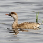 Red-crested Pochard (Netta rufina) F