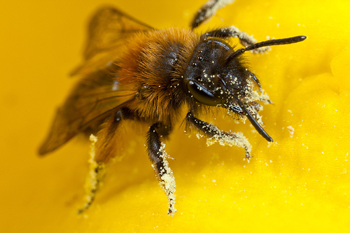 [i]Andrena bicolor[/i] female, resting inside a daffodil flower. Warwickshire, 21/03/2012.