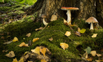 Autumn Fungi