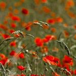 Flora-010