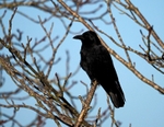 Carrion Crow