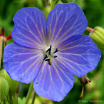 Meadow Crane's-bill (01)