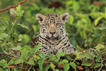 Curious Jaguar cub surveys scene from river bank, Rio Sao Lourenco