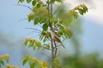 Eastern Olivaceous Warbler