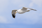Common Gull (adult) flying close, Suomenlinna, Helsinki, Finland