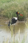 Saddle Billed Stork - SA