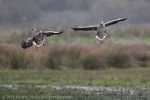 Greylag Geese (Anser anser) portfolio