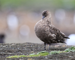 Brown Skua preening chest feathers, Sea Lion Island, Falklands