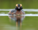 Slavonian Grebe, head-on, Lake Myvatn, Iceland