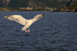Herring Gull (adult) hovering, Flatanger, Norway