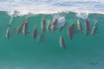 Wave of Dolphins 2 0A3A9620