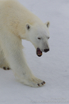 Polar bear yawn