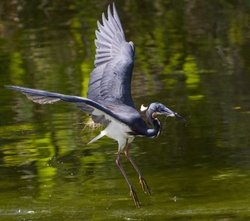 Tricolored Heron _0039