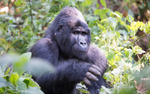 Bwindi (Ruhija)
