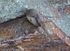 Crag Martin
