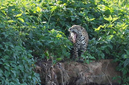 One of many jaguars spotted during our time travelling out from the floating hotel