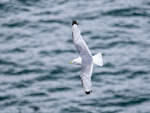 Kittiwake