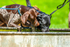 German Shorthaired Pointer_6156